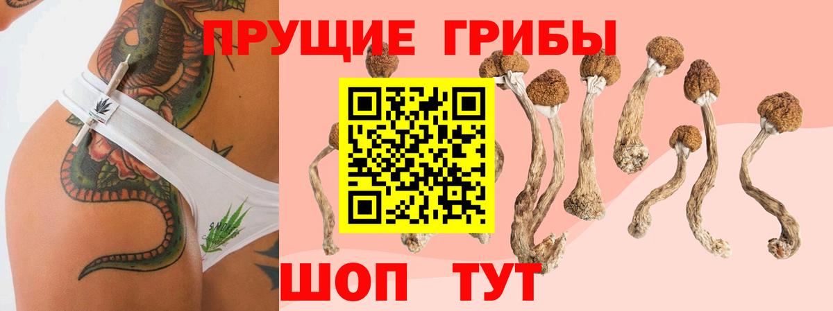 купить  сайты  Вход с VPN  Миллерово  Псилоцибиновые грибы мицелий  Псилоцибиновые грибы MAGIC MUSHROOMS 